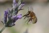 284815 – Photo : Olivier Pouvreau – France (86)